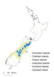 Veronica quadrifaria distribution map based on databased records at AK, CHR & WELT.
 Image: K.Boardman © Landcare Research 2022 CC-BY 4.0